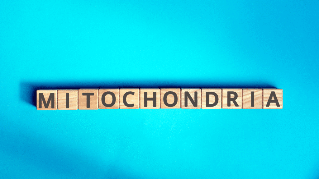 Mitochondria