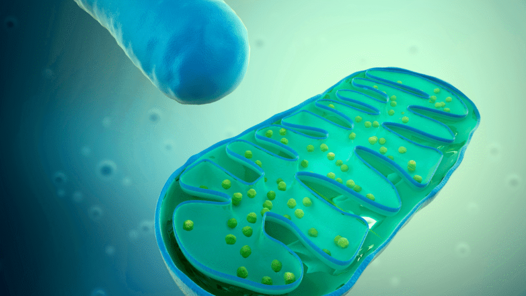 Mitochondria cells